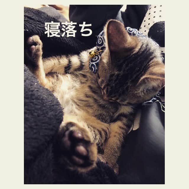 はらさんのインスタグラム写真 - (はらInstagram)「人ん家の猫  #寝落ち #cat」3月17日 0時29分 - univershara