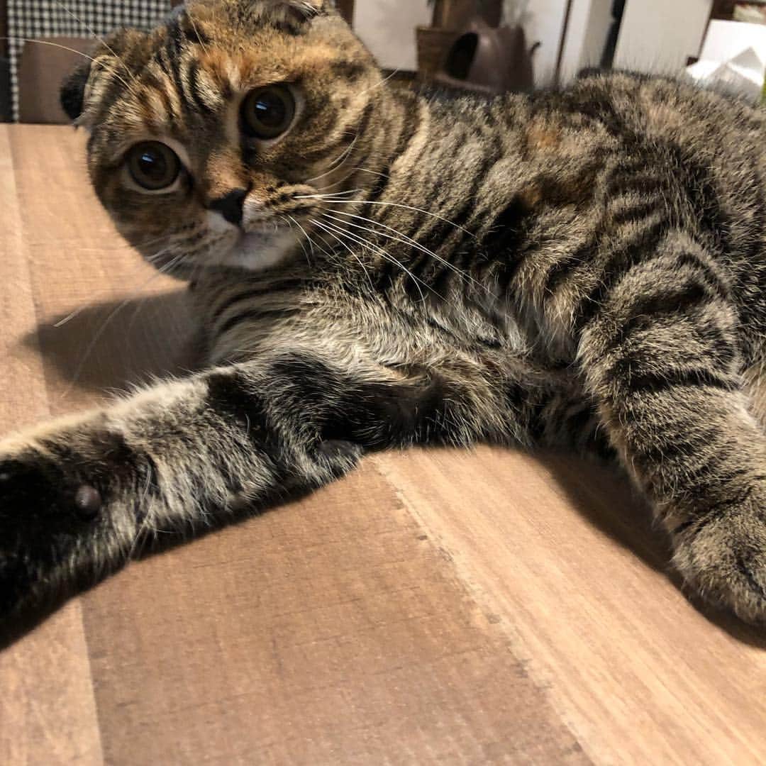 小林愛さんのインスタグラム写真 - (小林愛Instagram)「テーブルの上で、堂々とくつろぐるーたん🤣🤣🤣 #猫 #ねこ #cat #にゃんすたぐらむ #スコティッシュフォールド」3月17日 0時44分 - love_me_ai