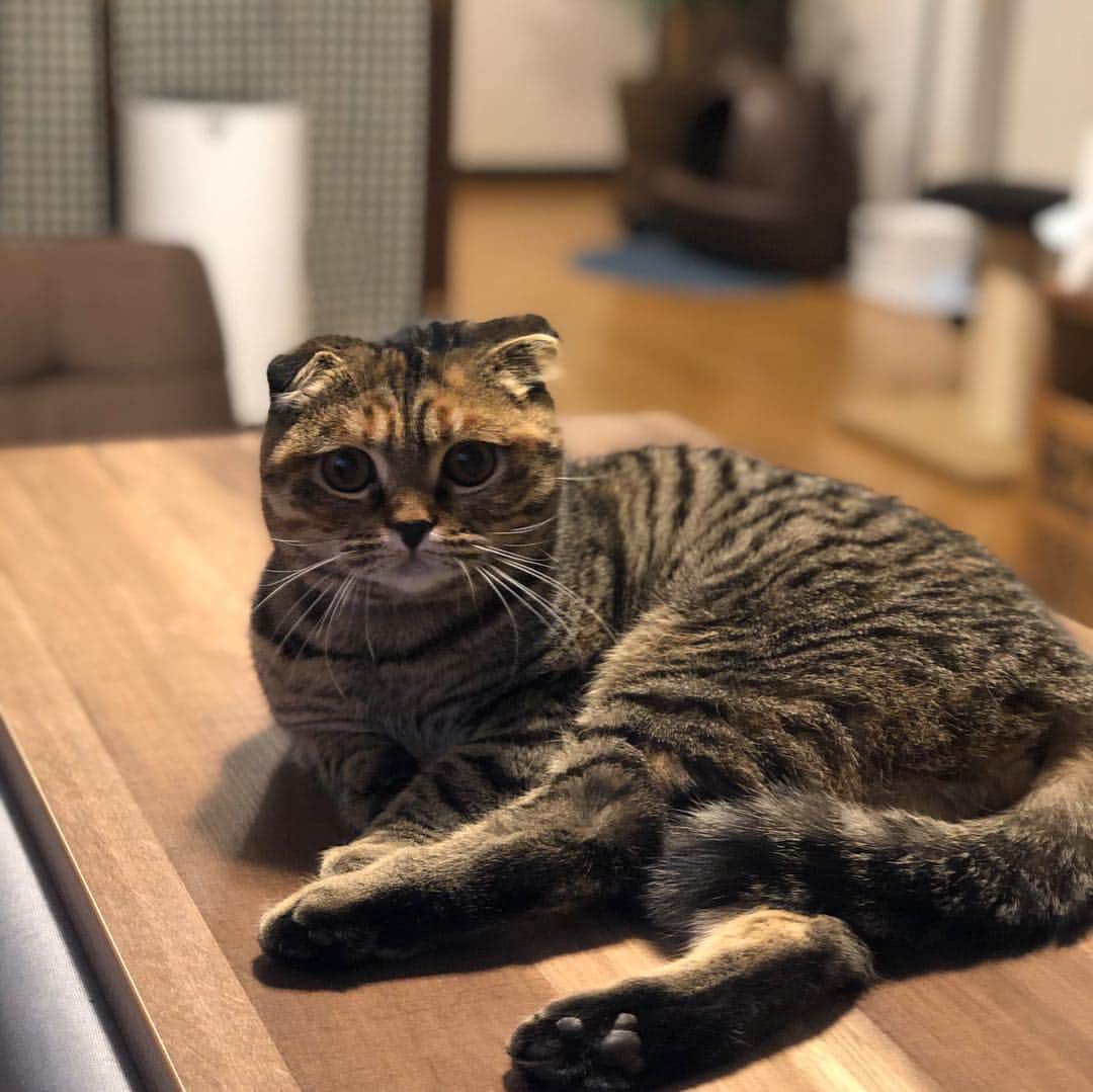 小林愛さんのインスタグラム写真 - (小林愛Instagram)「テーブルの上で、堂々とくつろぐるーたん🤣🤣🤣 #猫 #ねこ #cat #にゃんすたぐらむ #スコティッシュフォールド」3月17日 0時44分 - love_me_ai