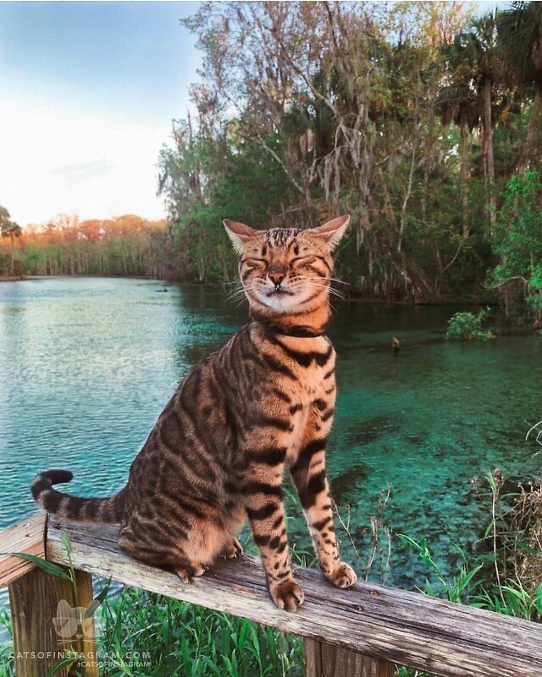Cats of Instagramさんのインスタグラム写真 - (Cats of InstagramInstagram)「From @kazuki_the_bengal: “Dreaming of springs” #catsofinstagram」3月17日 0時43分 - cats_of_instagram