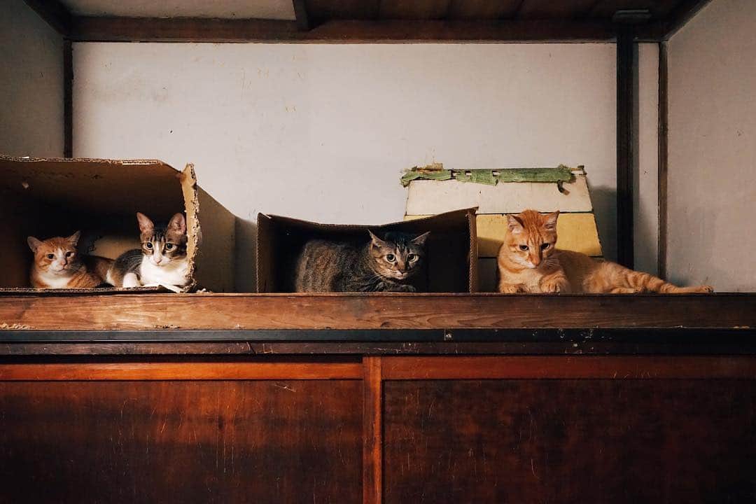 言身寸 in Tainan, Taiwanさんのインスタグラム写真 - (言身寸 in Tainan, TaiwanInstagram)「難得大合照 大橘、要要、Doco、Lucky - 「#怎麼這樣拍人家啦」 - 2019.3.16 #taiwan #tainan #台灣 #台湾 #台南 #写真  #vsco #vscocam #vscotaiwan #vscoTW #vscotainan #AmazingTaiwan #iseetaiwan #ExploreTaiwan #vintagehouse #vintage #古民家 #萬屋 #321巷  #321巷藝術聚落 #萬屋砌室 #sonya7ii #Loxia35」3月17日 0時52分 - kukud83