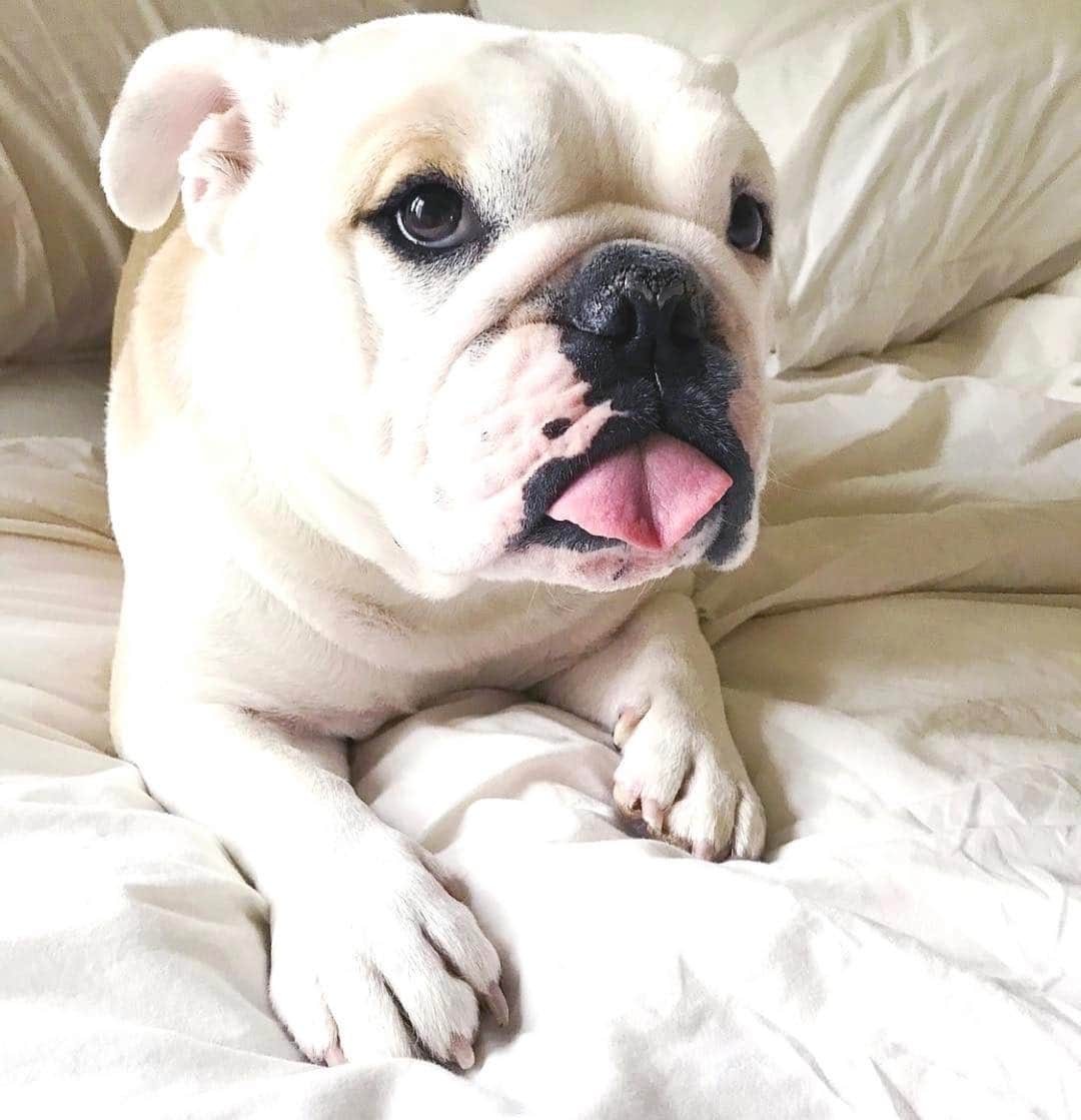Bodhi & Butters & Bubbahさんのインスタグラム写真 - (Bodhi & Butters & BubbahInstagram)「Crushing so hard on this baby face 💕🐶 . . . . #bulldog #puppy #love #crush #so #hard」3月17日 0時52分 - keonistuff