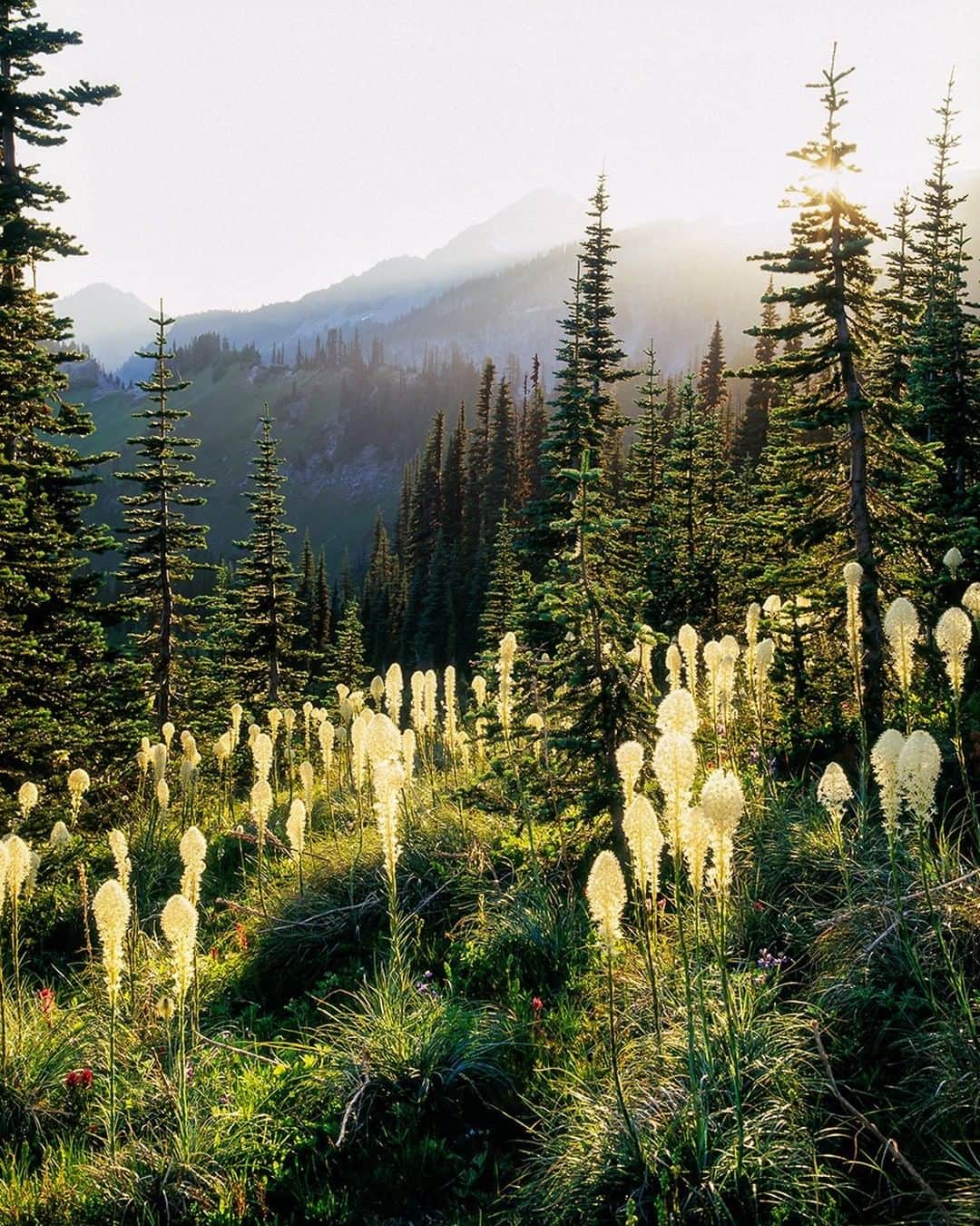 National Geographic Travelさんのインスタグラム写真 - (National Geographic TravelInstagram)「Photo by @stephen_matera | Bear grass at sunset in Mt. Rainier National Park. Bear grass, or Xerophyllum tenax is a North American species of plants that grows in the subalpine meadows of the mountains of western North American from British Columbia down to the Sierras in California and throughout the Rocky Mountains. It only blooms once every 5-7 years so it's lucky if you see a large bloom. Follow me @stephen_matera for more images like this from Washington and around the world. #wildflowers #summer #sunset」3月17日 1時01分 - natgeotravel