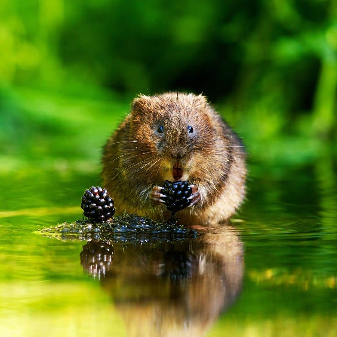 アニマルプラネットさんのインスタグラム写真 - (アニマルプラネットInstagram)「Water voles eat 80 percent of their body weight every day and we've never related to an animal more. Their diet is mostly grass and other vegetation, but they also enjoy fruits and bulbs. These little cuties live in burrows they dig near rivers and streams. . . . . . . . . #animalsofinstagram #animalplanet #animaloftheday #wild #wildlife #outdoors #animals #wildanimals #conservation #nature #animallovers #instanature #wildgeography #watervole #vole」3月17日 1時00分 - animalplanet