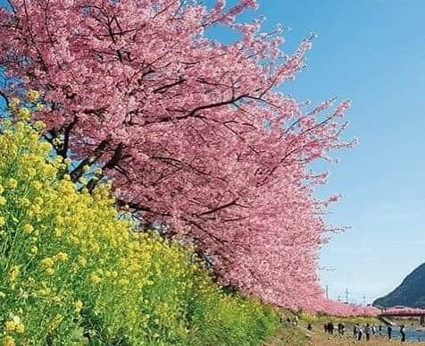 toiro_wagashiさんのインスタグラム写真 - (toiro_wagashiInstagram)「This wagashi describes  a pretty bloom of cherry blossoms and cherry trees which are blown away by the spring breeze. Cherry blossoms symbolized by cherry-flavored and rice flour , green grass symbolized by matcha-flavored and Earth symbolized by red bean jelly ... enjoy your day and relaxing #toiro_wagashi #happyweekend」3月17日 11時54分 - toiro_wagashi