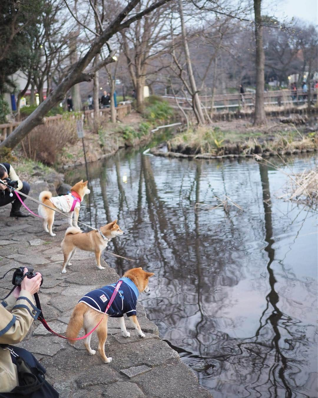 豆柴にこちゃんさんのインスタグラム写真 - (豆柴にこちゃんInstagram)「🐶 おはよー #柴かき氷部  つづき . みんなで井の頭公園を散歩。 . ①〜③ こなつちゃんのバギーに みつまめちゃんと相乗り❣️ . ④恒例の柴距離をとるにこ。 まるんちゃんごめんね😅 . ⑤〜⑦集合撮影の様子。 3枚目、みつまめちゃん脱落しちゃった😚💦 . ⑧青春。 といえば聞こえがいいが、 みんな鳥が気になっているだけ . ⑨こなまるちゃんツーショット😋 このお店も気になる❣️ . ⑩みんなと待ち合わせたときの様子。 ワチャワチャ！ . 部員 @mitsumame_shibasta @marun1213 @konatsu170310 . #柴犬#豆柴#pecoいぬ部#犬#わんこ#まめしば#west_dog_japan#犬#todayswanko#ここ柴部#shibainu#dog#mameshiba#pecotv#dog#いぬのきもち部#しばいぬ#しばけん#こいぬ#シバイヌ#いぬ#イヌ#赤柴#マメシバ#ペット#日本犬#子犬」3月17日 10時38分 - nikochan.mame48