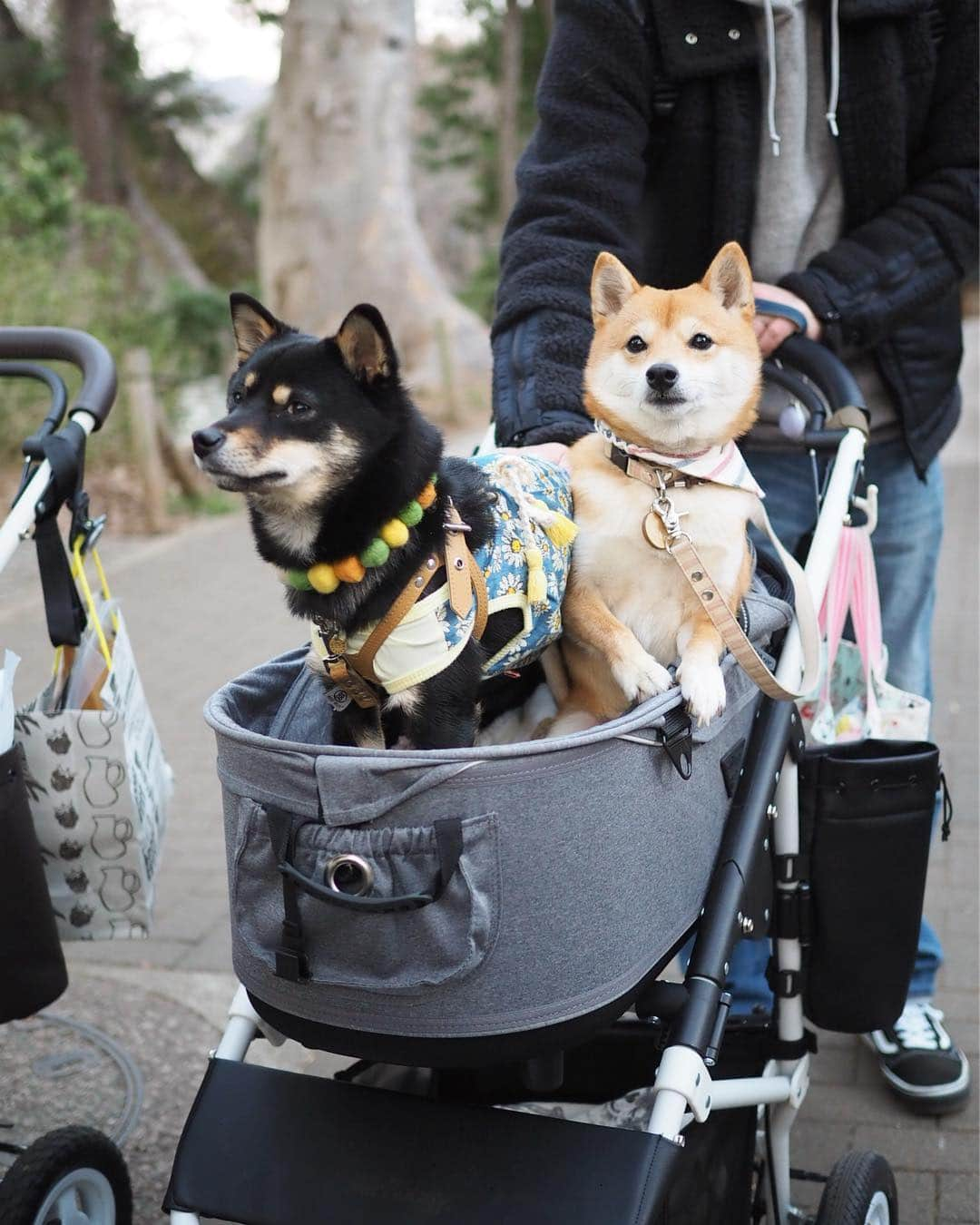 豆柴にこちゃんさんのインスタグラム写真 - (豆柴にこちゃんInstagram)「🐶 おはよー #柴かき氷部  つづき . みんなで井の頭公園を散歩。 . ①〜③ こなつちゃんのバギーに みつまめちゃんと相乗り❣️ . ④恒例の柴距離をとるにこ。 まるんちゃんごめんね😅 . ⑤〜⑦集合撮影の様子。 3枚目、みつまめちゃん脱落しちゃった😚💦 . ⑧青春。 といえば聞こえがいいが、 みんな鳥が気になっているだけ . ⑨こなまるちゃんツーショット😋 このお店も気になる❣️ . ⑩みんなと待ち合わせたときの様子。 ワチャワチャ！ . 部員 @mitsumame_shibasta @marun1213 @konatsu170310 . #柴犬#豆柴#pecoいぬ部#犬#わんこ#まめしば#west_dog_japan#犬#todayswanko#ここ柴部#shibainu#dog#mameshiba#pecotv#dog#いぬのきもち部#しばいぬ#しばけん#こいぬ#シバイヌ#いぬ#イヌ#赤柴#マメシバ#ペット#日本犬#子犬」3月17日 10時38分 - nikochan.mame48