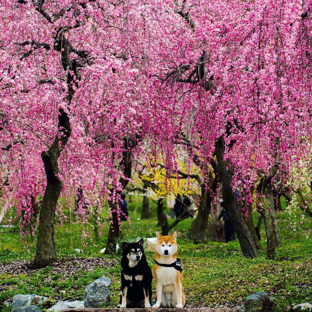 BlackRed shibasさんのインスタグラム写真 - (BlackRed shibasInstagram)「Beautiful place! Weeping Japanese apricot. . . . #neneandmusashi2019 #igersjp #instagramersjapan #shibainu #shiba #柴犬 #dog #nikon #igersjp #nikond5 #ニコン #70200mm #toyota_dog #light_nikon #happy #lovely #cute #JAPAN #nationalPetDay #dogsofinstagram #topdogphoto #zamanidurdur #outdoorswithdog #ig_shotz_asia #柴犬ライフ」3月17日 11時11分 - black_red_jp