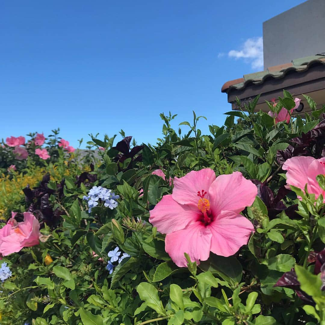 peace_0322さんのインスタグラム写真 - (peace_0322Instagram)「#ハワイ旅行#ダイアモンドヘッド#kccfarmersmarket #Honoluluzoo 朝1番にダイアモンドヘッドへ⛰ お母さん昨日から左足が痛くて😱先週の日曜日にフルを走り🏃‍♀️毎日一万歩以上歩いていたから足に負担がかかってるのかしら😢 途中までで登頂できませんでした😭💔 でも動物園は癒しのパワーで足取りも軽く観光できました🐘🦁」3月17日 11時33分 - peace_0322