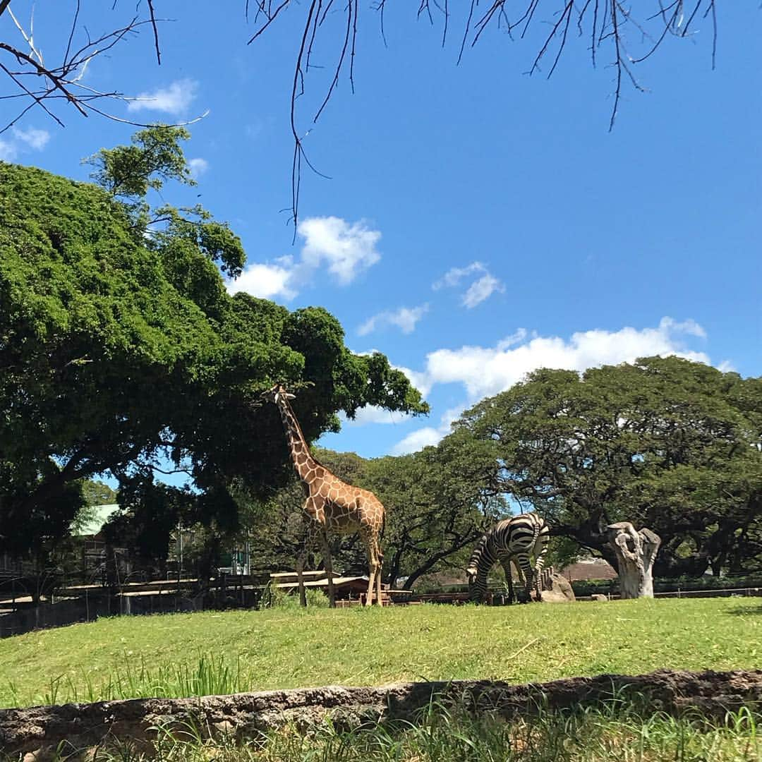 peace_0322さんのインスタグラム写真 - (peace_0322Instagram)「#ハワイ旅行#ダイアモンドヘッド#kccfarmersmarket #Honoluluzoo 朝1番にダイアモンドヘッドへ⛰ お母さん昨日から左足が痛くて😱先週の日曜日にフルを走り🏃‍♀️毎日一万歩以上歩いていたから足に負担がかかってるのかしら😢 途中までで登頂できませんでした😭💔 でも動物園は癒しのパワーで足取りも軽く観光できました🐘🦁」3月17日 11時33分 - peace_0322