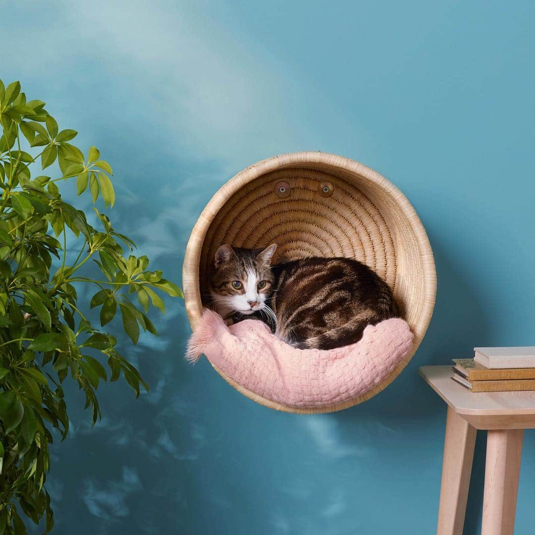 マーサ・スチュワートさんのインスタグラム写真 - (マーサ・スチュワートInstagram)「A purrfect perch for your curious feline. 🐈 This aerial basket doesn't just get your cat's bed up off the floor, it encourages her to leap, scratch, and survey the living room (i.e., her kingdom) like her inner Simba. 🐱 Grab the tutorial featured in our April issue at the link in bio. 👆🏼 Plus, tag your cat-loving friends who would enjoy this project! 🙋🏻‍♀️📷: @gievesanderson」3月17日 2時54分 - marthastewart