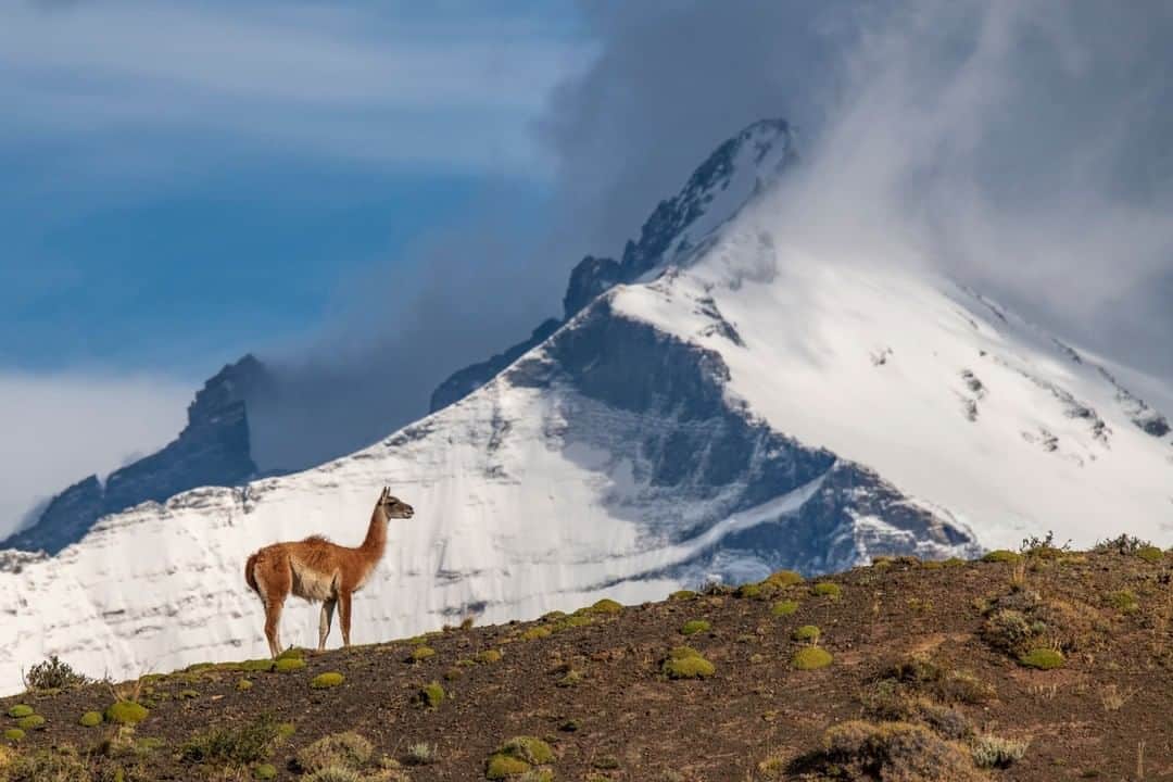 National Geographic Travelさんのインスタグラム写真 - (National Geographic TravelInstagram)「Photo by @KristaRossow | A lone guanaco strikes a pose on a ridge in Torres del Paine National Park. Last year I visited the park for the first time and the beauty of the mountains brought me to tears, but the frequent sighting of playful guanaco often brought me fits of laughter. To see more of Patagonia and beyond, follow me @KristaRossow. #Chile #Patagonia #guanaco」3月17日 4時01分 - natgeotravel