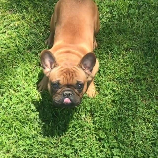 French Bulldogのインスタグラム