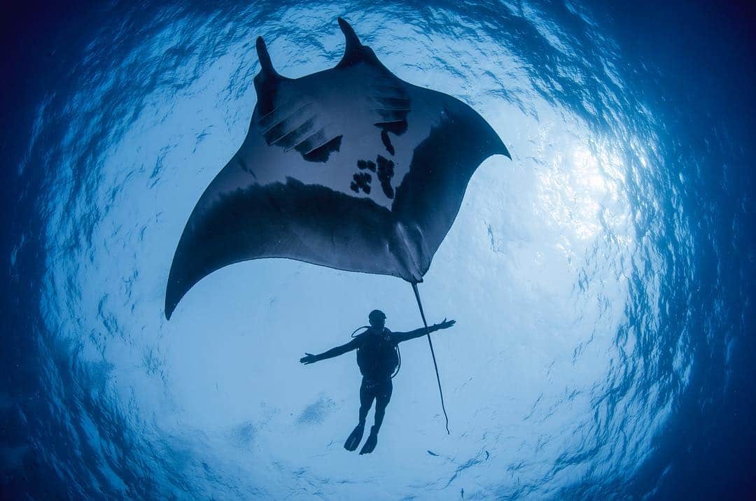 のインスタグラム：「Photo by @thomaspeschak | An oceanic manta ray swims around El Boiler, a submerged volcanic pinnacle off San Benedicto Island, Mexico. #MantaRay #Mexico #Underwater」