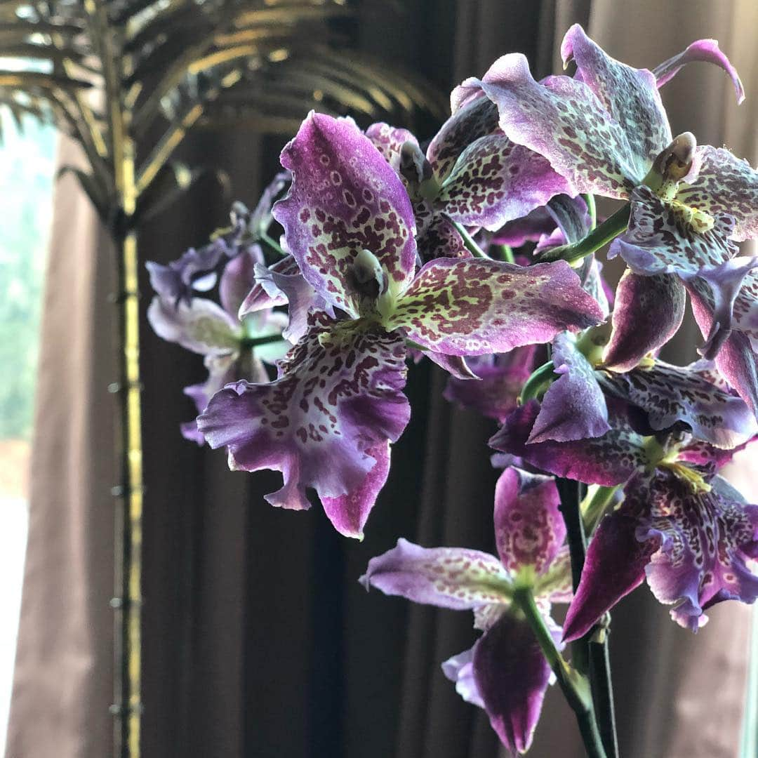 ザックポーゼンさんのインスタグラム写真 - (ザックポーゼンInstagram)「Gorgeous and flamboyant. #flowers at home.」3月17日 4時40分 - zacposen