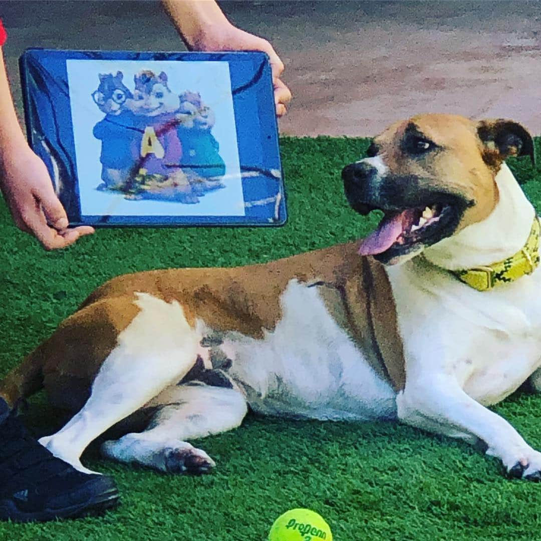 ダン・ブカティンスキーさんのインスタグラム写真 - (ダン・ブカティンスキーInstagram)「Saturday.  Sophie’s choice for our dog.  Hmmm.  Tennis ball?  Or Chipmunks? #Nika.」3月17日 4時35分 - danbucatinsky