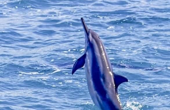 And Youさんのインスタグラム写真 - (And YouInstagram)「Hawaiian spinner dolphins have a fascinating range of behavior. They are most well known for leaping and spinning out of the water, but they also communicate and move in other ways 🐬🗨️ . . Dolphins will sometimes use head or tail slaps as a way to get the attention of the rest of the pod, whether to signal a change in travel direction, food or danger. We don't really know why dolphins perform their famous aerial leaps, but scientists have theorized it may be to emphasize what they are communicating, or to rid their bodies of parasites. . . . #discoverocean #dolphins #dolphinsdaily #wildlifephotography #naturephotography」3月17日 4時49分 - dolphinsandyou