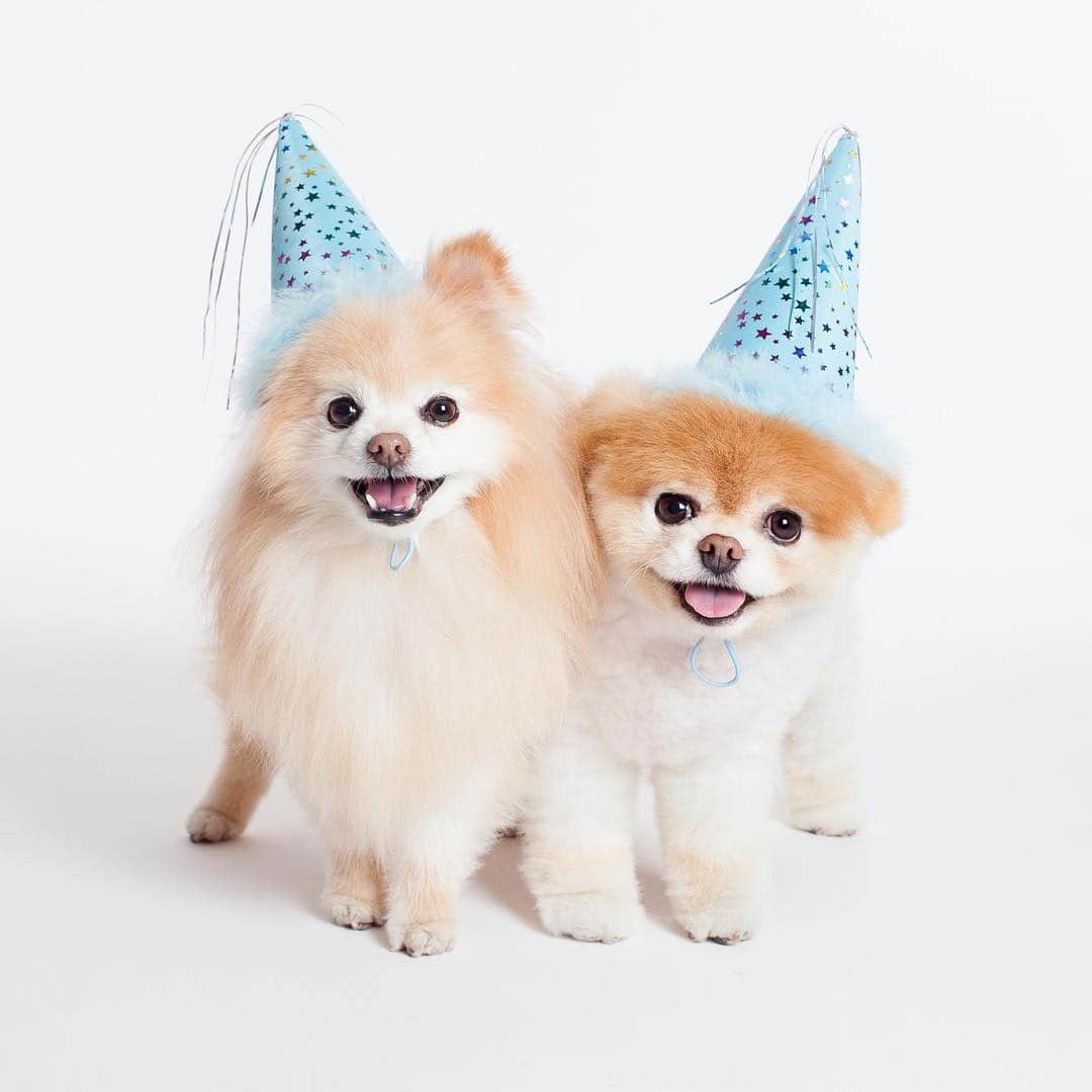 Buddy Boo Blueさんのインスタグラム写真 - (Buddy Boo BlueInstagram)「Happy birthday, Boo!!! Hope you and Buddy are having an amazing celebration together in doggie heaven. I’m happy knowing you are not lacking in love today on your special day with your bff. We love you two so much ❤️ (📷: @thegracechon)」3月17日 5時05分 - buddyboowaggytails