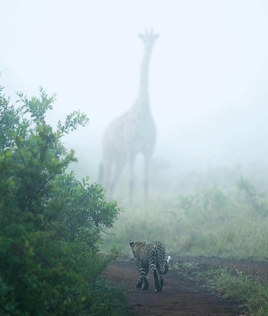 WildLifeのインスタグラム：「Who’s watching who? A surreal moment in the morning mist a few days ago. By @dylanroyalwildlife」