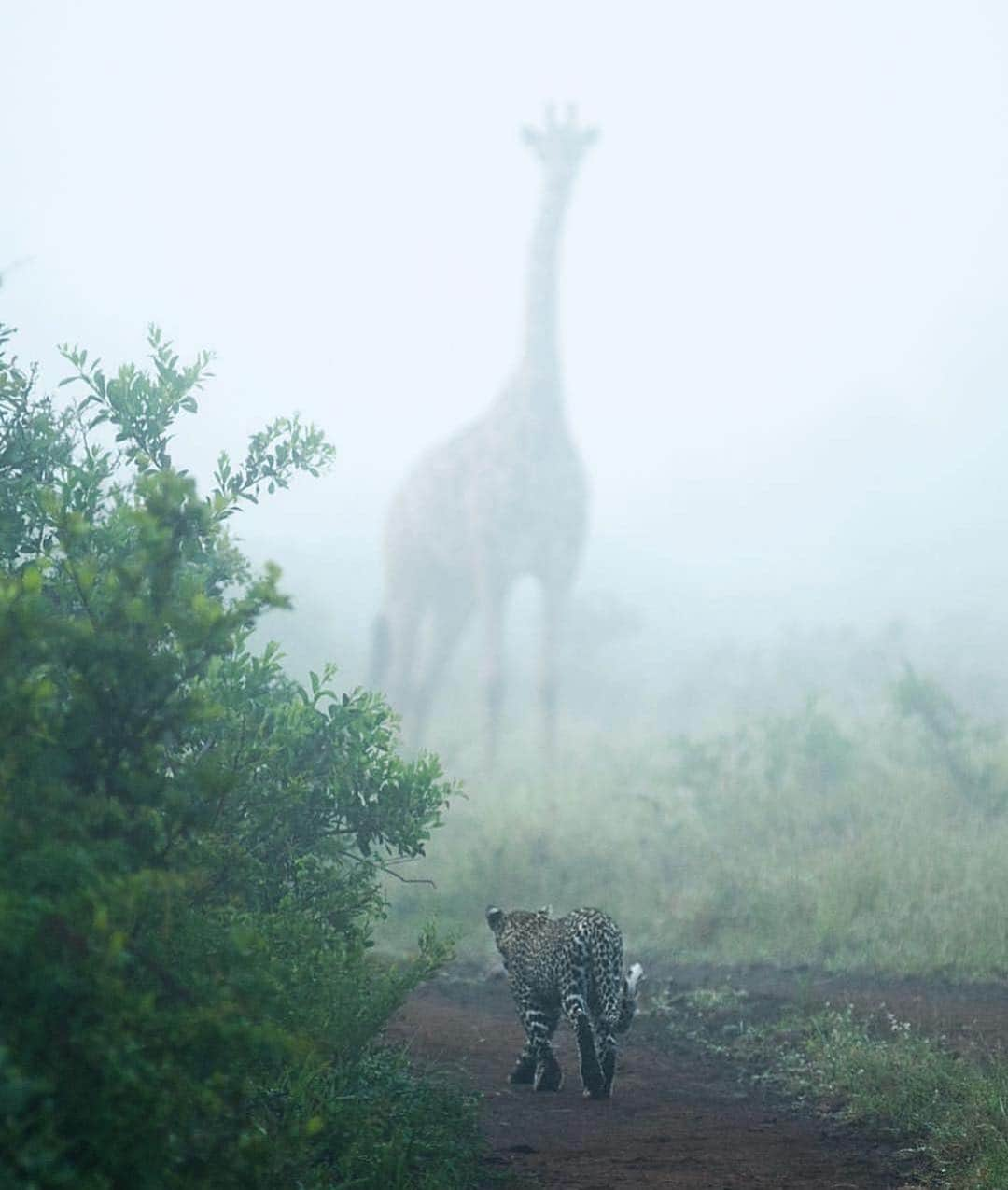 WildLifeさんのインスタグラム写真 - (WildLifeInstagram)「Who’s watching who? A surreal moment in the morning mist a few days ago. By @dylanroyalwildlife」3月17日 5時16分 - wildlifepage