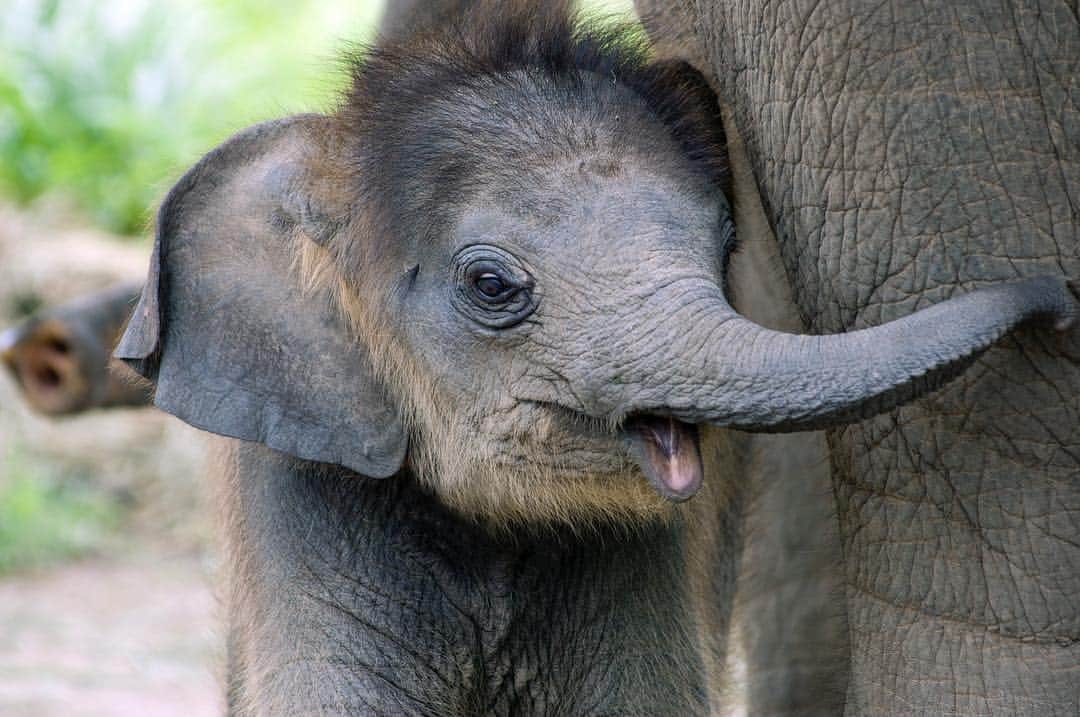 Baby Animalsさんのインスタグラム写真 - (Baby AnimalsInstagram)「Baby elephant 💕」3月17日 5時46分 - thebabyanimals