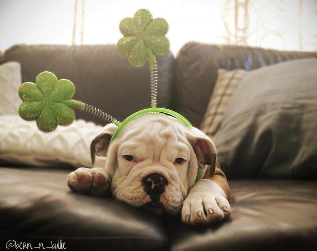 Bodhi & Butters & Bubbahさんのインスタグラム写真 - (Bodhi & Butters & BubbahInstagram)「Lucky charm🍀 . . . . #bulldog #puppy #love #stpatricksday #2019 @bean_n_bullie」3月17日 5時47分 - keonistuff