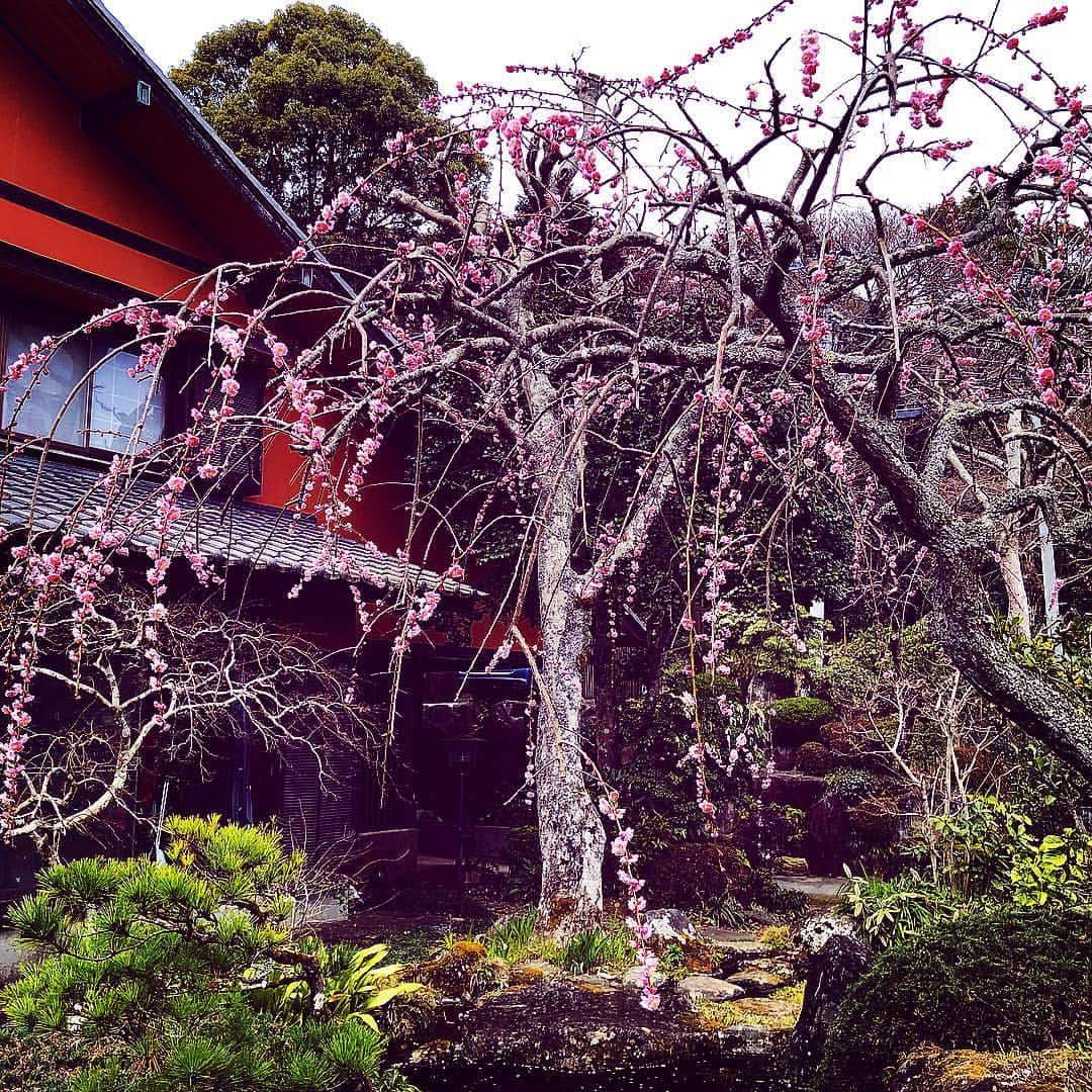 町田康さんのインスタグラム写真 - (町田康Instagram)「梅咲春ヲ。」3月17日 5時47分 - inunekosonota