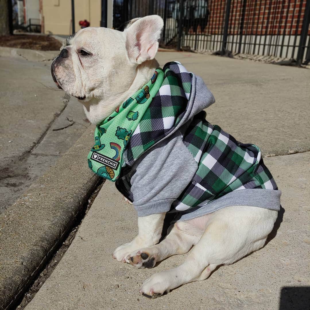 Manny The Frenchieのインスタグラム：「Dressed for the festivities! Waiting for my uber...Ready to laugh at the silly humans who drank too much green beer.😂🍀 @frenchie_bulldog」