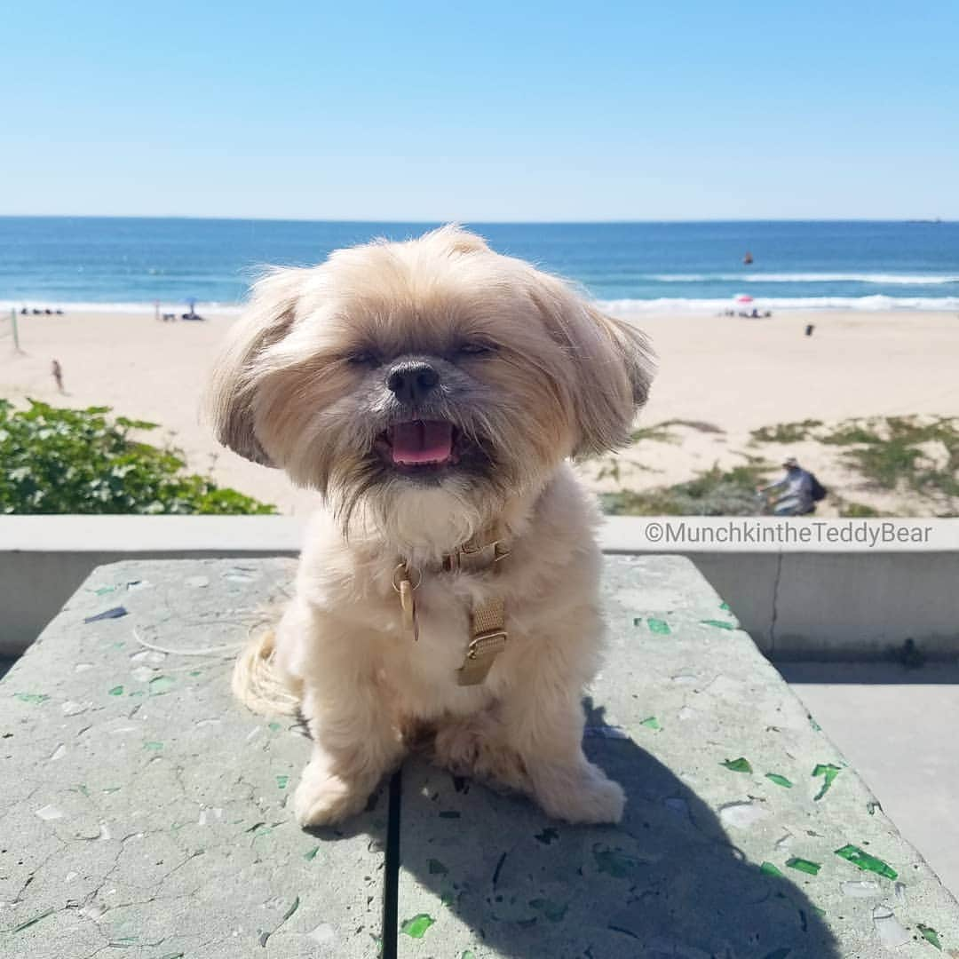 Original Teddy Bear Dogさんのインスタグラム写真 - (Original Teddy Bear DogInstagram)「Beach life 🏖️🌞🐶 #NakeyMunchkin」3月17日 6時22分 - munchkintheteddybear