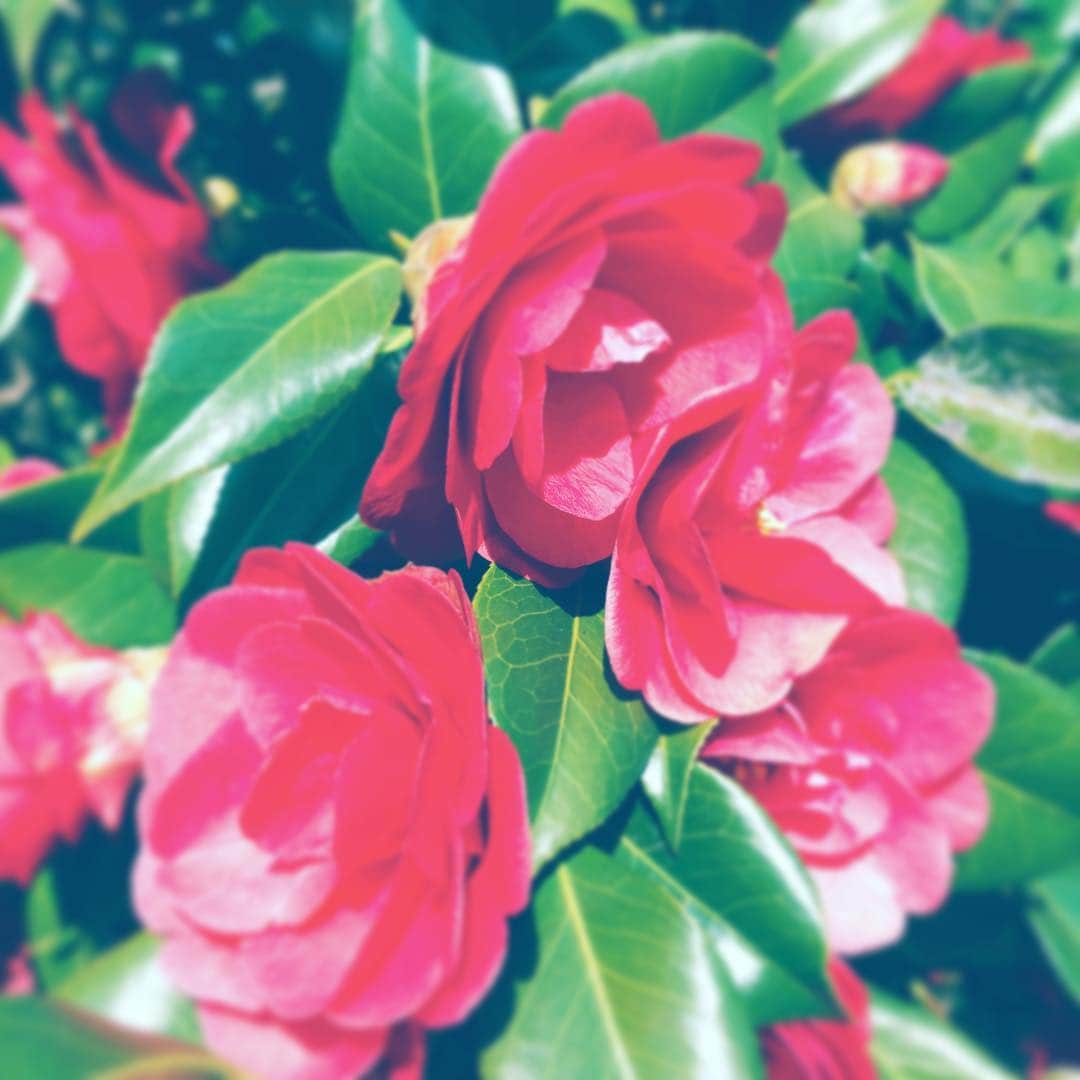中野敬久さんのインスタグラム写真 - (中野敬久Instagram)「#flower #flowersoflife #red #thankyou #birthday #love」3月17日 6時51分 - hirohisanakano