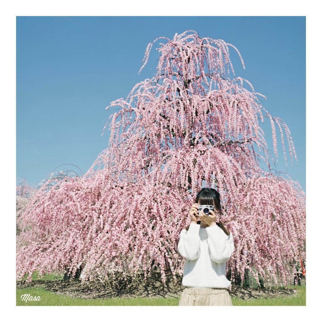 Masaさんのインスタグラム写真 - (MasaInstagram)「. . . ほんとここの梅は凄すぎた☺️ コメクロで🚪 . 撮影日 : 2019年3月9日 . #まっセル #ヤマプリ #hasselblad #ハッセルブラッド #instagramjapan #igersjp #tokyocameraclub #film_com #impression_shots #art_of_japan_ #photogenic_jp #GPW_members_only #good_portraits_world #film_jp #film #フィルム #filmcamera #filmphotography #portrait #ポートレート #日本 #photogram_archive #todays_blue_collection #pof_ig #hibi_jp #枝垂れ梅 #hasselblad_diary #はなまっぷ #三重 #鈴鹿の森庭園」3月17日 6時48分 - masa_nikonist