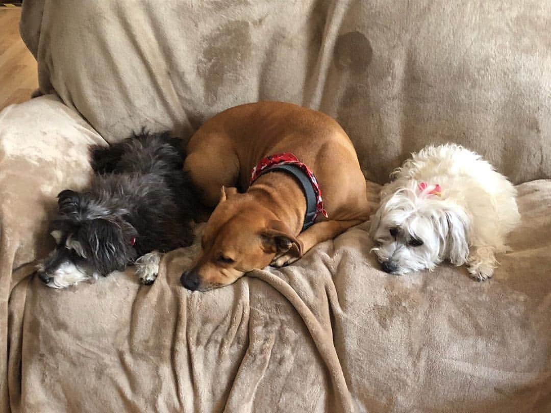 ダニー・トレホさんのインスタグラム写真 - (ダニー・トレホInstagram)「Three babies and a blanket . . . #dogsofinstagram #dogs #dannytrejo」3月17日 6時50分 - officialdannytrejo