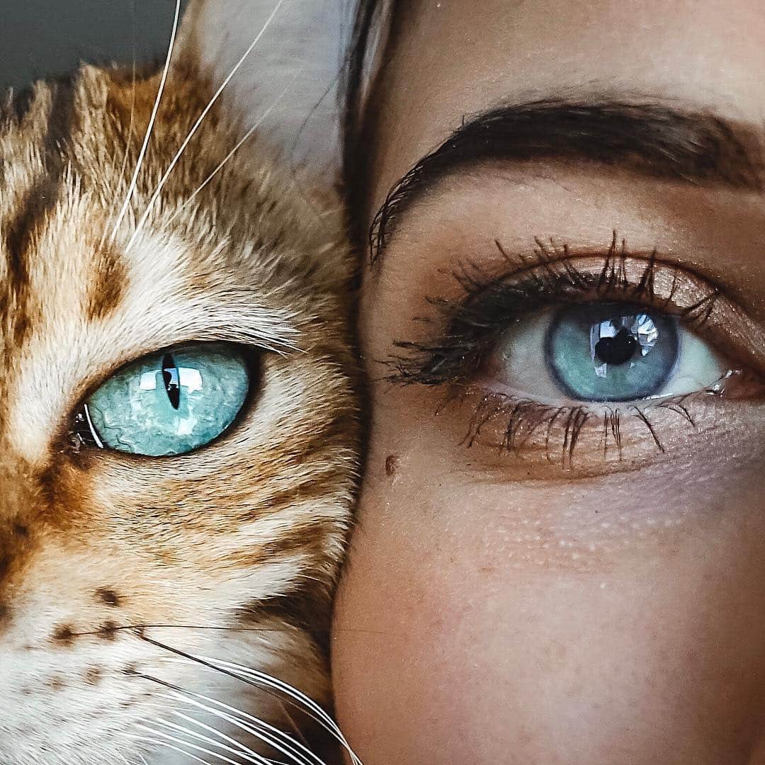 Cute Pets Dogs Catsさんのインスタグラム写真 - (Cute Pets Dogs CatsInstagram)「The eyes are the window of the soul 👁 From @sukiicat 📩Submit your cat’s photo to our contest email to be featured ❤️ Notification ON 💙⠀⠀⠀⠀⠀⠀⠀⠀⠀ #kittens_of_world and follow us to be featured 😸 #chat #neko #gato #gatto #meow #kawaii #nature #pet #animal #instacat #instapet #mycat #catlover #cats #catofinstagram #catoftheday #catlover #catsagram #catlovers #cat_features #catlady #catlife #catlove #catsgram #cutecat」3月17日 7時05分 - dailycatclub