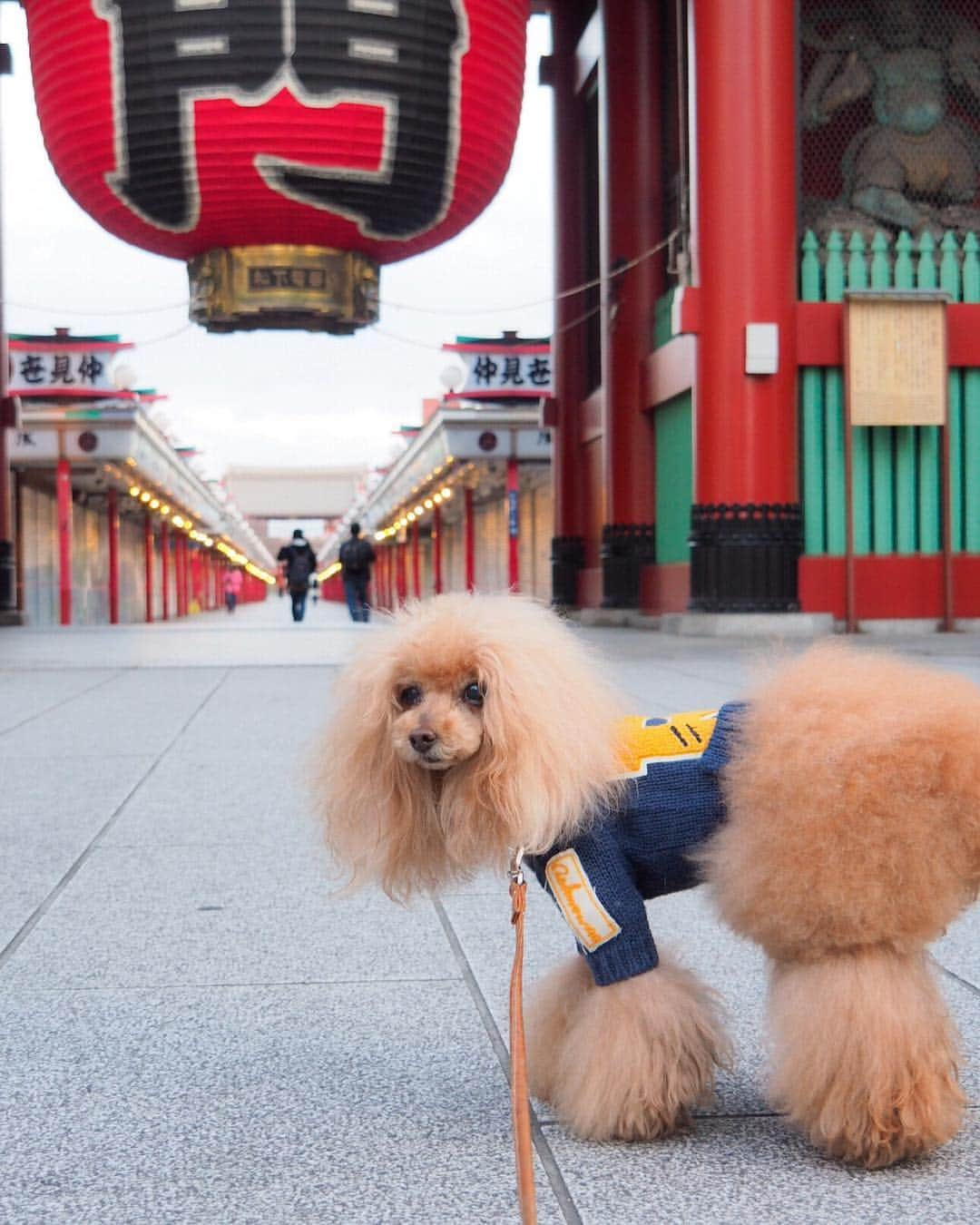 Toypoodle Mikuru?Asakusa Tokyoのインスタグラム