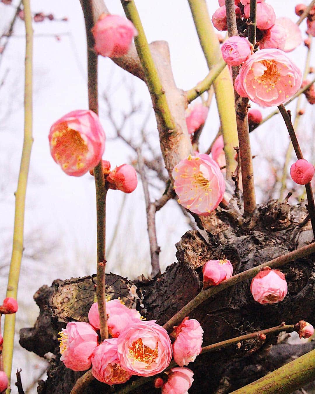 pisatamagoさんのインスタグラム写真 - (pisatamagoInstagram)「💕🌸💕 ☺︎ ☻  #spring #osaka #osakajo #梅#梅林#大阪城梅林 #大阪城」3月17日 8時31分 - audreysunnyday
