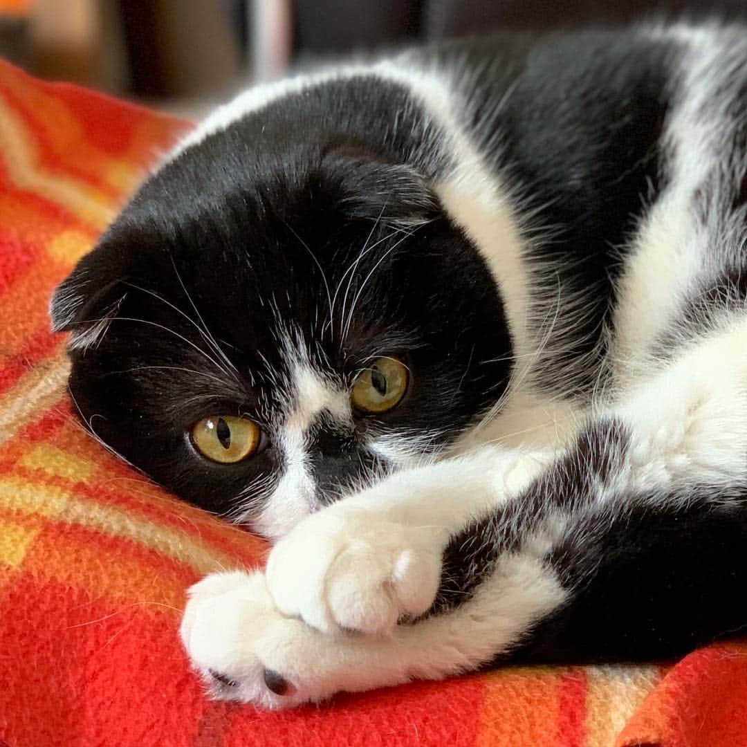 のインスタグラム：「Good morning!! ☀️おはムーギー‼︎ *  イタズラばっかりして、怒られて、イジケて寝始める坊ちゃん。 *  #牛柄組鼻まわり汚れ隊  #ムーギー#muugieeboy#neko#cat#猫#ネコ#ねこ#スコティッシュフォールド#まんじゅう部#scottishfold#catsofinstagram #cats_of_instagram#cats_lover#ハチワレ」