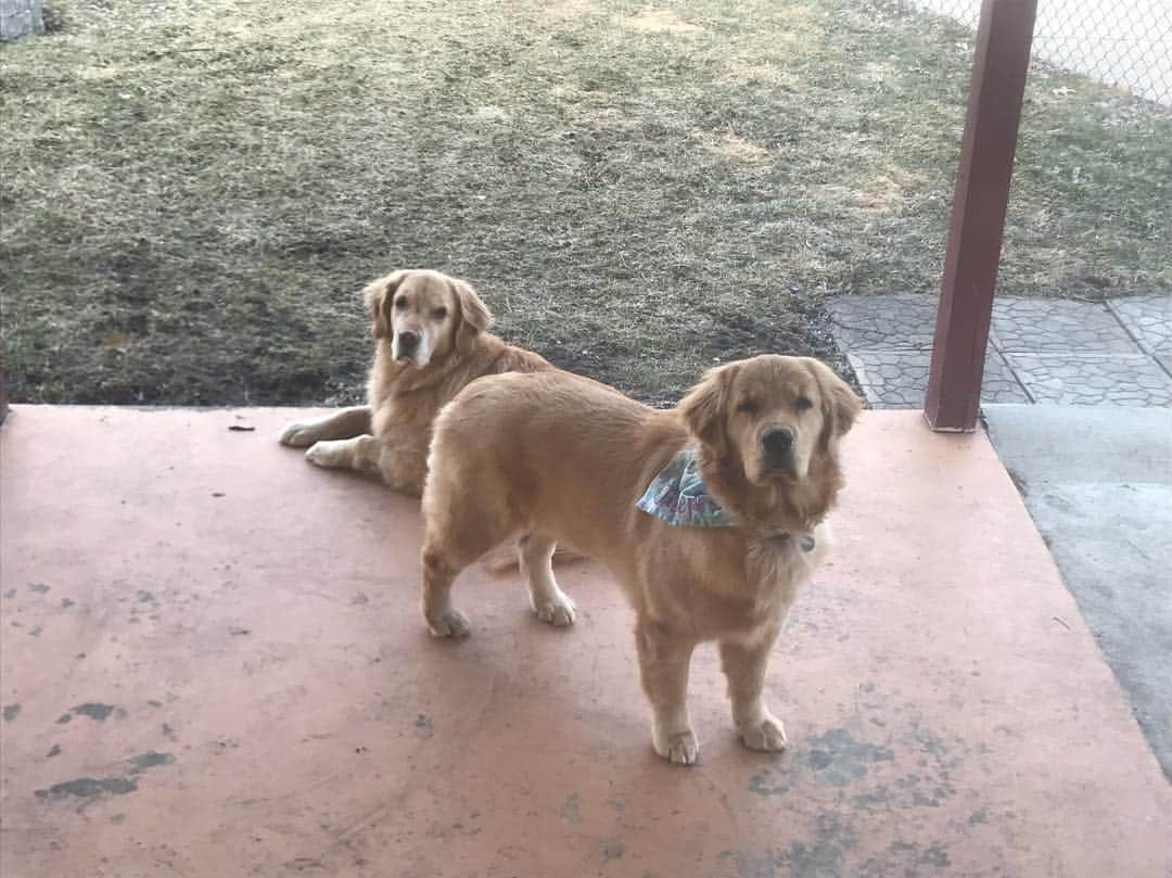 モヒートさんのインスタグラム写真 - (モヒートInstagram)「No Mommy, we aren’t coming in. Stop asking. ------------------------------- #goldensofig #goldenretriever  #goldenretrieversofinstagram #betterwithpets #dogsofig  #dogsofinstagram #fluffypack #gloriousgoldens #cute #welovegoldens #ilovemydog #dogcrushdaily #retrieveroftheday #goldenlife #featuregoldens #goldenretrieverfeatures #bestwoof #goldenretrieverft #ProPlanDog #ilovegolden_retrievers #mydogiscutest #retrieversgram #chewy #dogsofcle」3月17日 9時17分 - mojito_rose_family