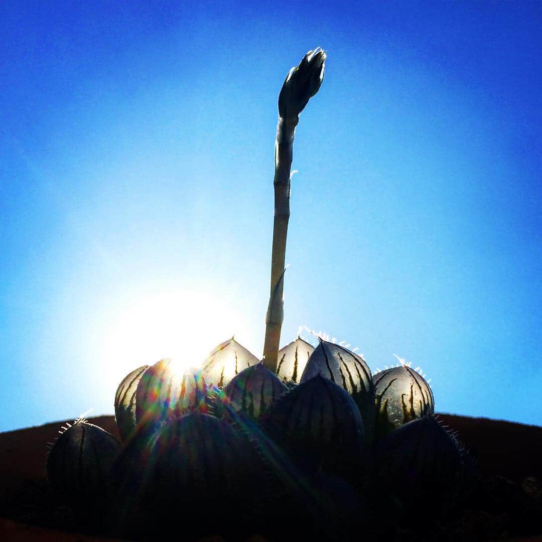 奥田恵梨華さんのインスタグラム写真 - (奥田恵梨華Instagram)「ほんまや、透けてる。 #多肉植物 #オブツーサ #巨大赤線オブツーサ #朝の光」3月17日 9時17分 - erikaokuda_official