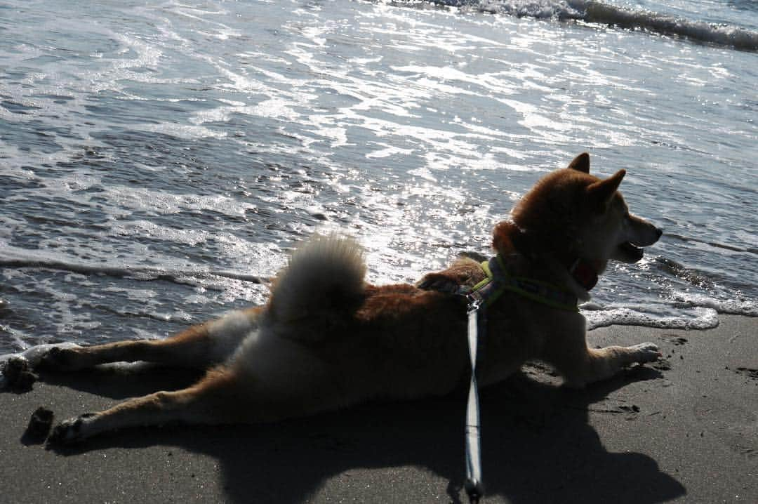 柴犬ハル&保護犬すずさんのインスタグラム写真 - (柴犬ハル&保護犬すずInstagram)「Come wave🌊 . 「わーーわー！ もーー！びっくりしたーーー！」 . #スライドしてね #さざ波がきてるよ #気持ちよく日焼けしてたのにね #犬もドンくさいときあります😂 . #柴犬#柴#kagoshima#dog#puppy#shibainu#shibastagram#いぬバカ部#family#鹿児島#赤柴#雑種#天文館#日本犬#保護犬を家族に#保護犬#元保護犬#家族#海」3月17日 9時23分 - haruharu040777