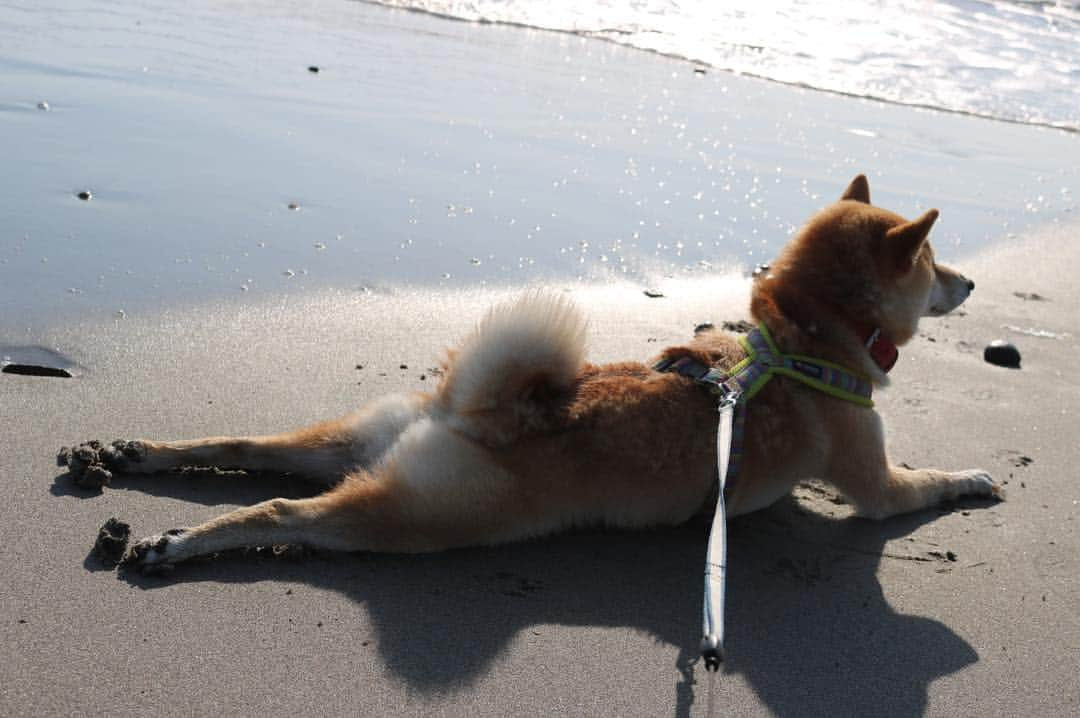 柴犬ハル&保護犬すずさんのインスタグラム写真 - (柴犬ハル&保護犬すずInstagram)「Come wave🌊 . 「わーーわー！ もーー！びっくりしたーーー！」 . #スライドしてね #さざ波がきてるよ #気持ちよく日焼けしてたのにね #犬もドンくさいときあります😂 . #柴犬#柴#kagoshima#dog#puppy#shibainu#shibastagram#いぬバカ部#family#鹿児島#赤柴#雑種#天文館#日本犬#保護犬を家族に#保護犬#元保護犬#家族#海」3月17日 9時23分 - haruharu040777