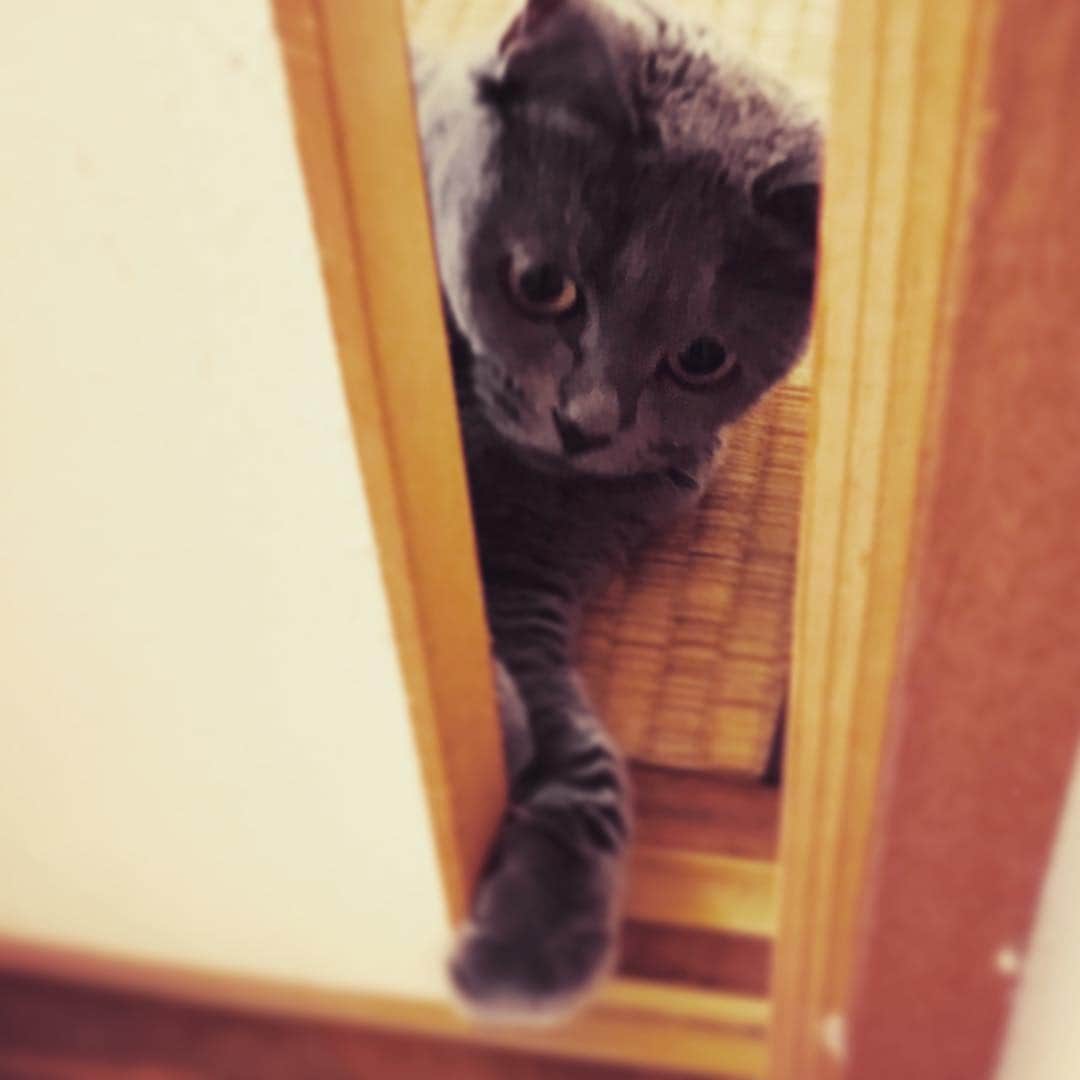 チキン南蛮カレーのルウ王子のグルメインスタ