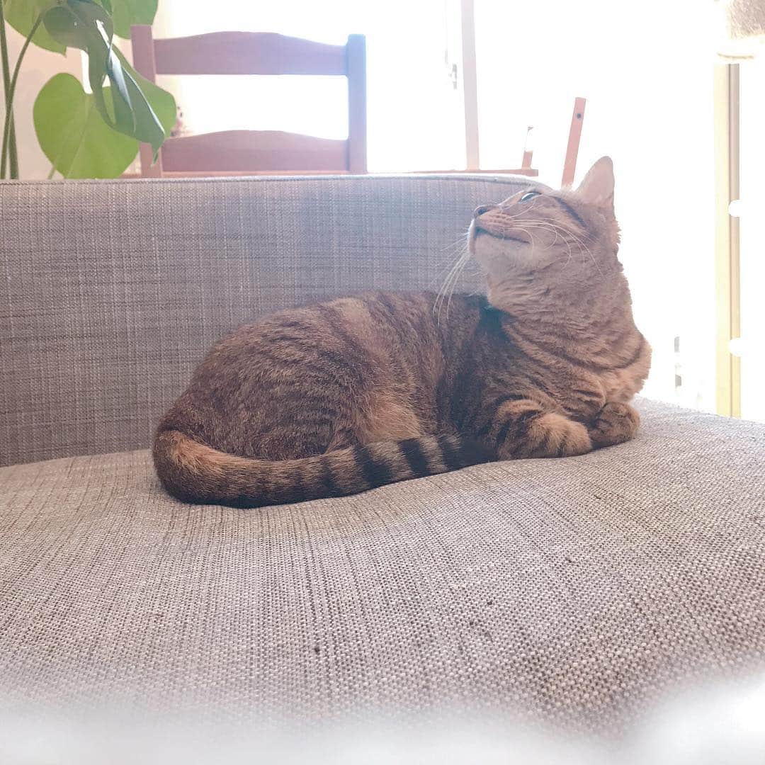 のインスタグラム：「こんにちは。ねこ🐱です。﻿﻿﻿﻿﻿﻿﻿﻿﻿﻿ ﻿﻿﻿﻿﻿ あたたかい日がふえてきましたね。﻿ ひなたぼっこがきもちいいまいにちです☀️💕 ﻿ ﻿ 春がちかづいてくると、こころがウキウキしてきますねっ🌸﻿ ﻿ ﻿ それにしてもねむいぃぃ。。😪﻿ ﻿﻿﻿ #irodoriLIFE #LION #irodori #lidea #ペット #ねこ #ネコ #猫好き #にゃんすたぐらむ #まめこ #暮らし #暮らしを楽しむ #猫好きさんと繋がりたい #ねこすきさんと繋がりたい  #ねこのいる暮らし #猫のいる暮らし #春は眠い #あくび #お昼寝 #ひなたぼっこ」