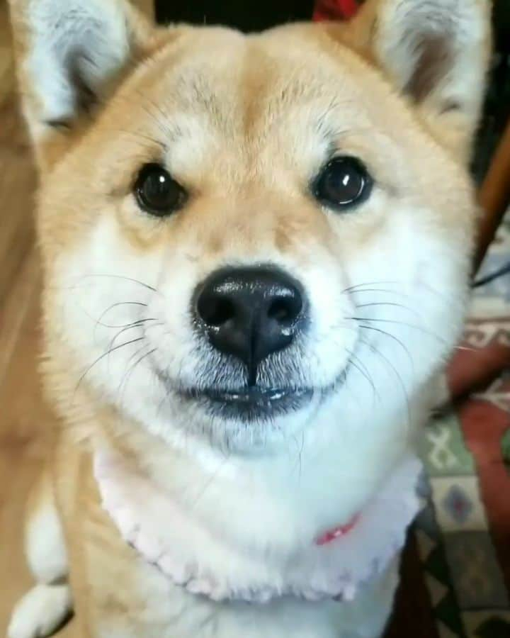 柴犬たま Shibainu Tamaのインスタグラム