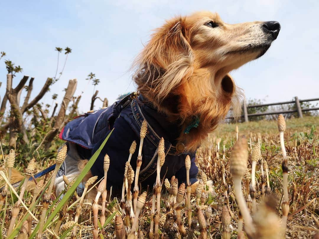 ?モデル?大地?さんのインスタグラム写真 - (?モデル?大地?Instagram)「♪🐾2019*3*17🐾 . 昨日の🐾お散歩は 毎年楽しみにしている(私が😁) つくし鑑賞会をしたよ✌️😁（見て📷写真を撮っただけだけど🎶😁） . つくしが出て来ると 🌸春が来たんだな〜🎶😄と思うんだよね〜🎶😄😄😄 . . 🐾🐾🐾🐾🐾🐾🐾🐾🐾🐾🐾🐾🐾🐾 . #大地#大好き#だいすき #いつも一緒#ずっと一緒 #大地なしでは生きて行けませんw #いぬ#イヌ#犬#わんこ . #ワンコ#愛犬#いぬばか部 #犬バカ部#いぬら部#いぬすたぐらむ #犬のいる暮らし#犬の生活が第一 #pecoいぬ部 . #横浜#yokohama#神奈川 #つくし#散歩#お散歩#春 #ミニチュアダックスフンド#ミニチュアダックス #ダックスフンド#ダックス」3月17日 19時51分 - sachi_daichi