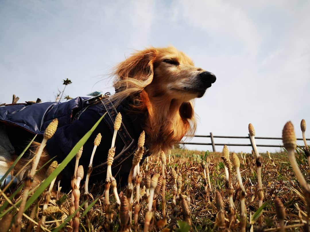 ?モデル?大地?さんのインスタグラム写真 - (?モデル?大地?Instagram)「♪🐾2019*3*17🐾 . 昨日の🐾お散歩は 毎年楽しみにしている(私が😁) つくし鑑賞会をしたよ✌️😁（見て📷写真を撮っただけだけど🎶😁） . つくしが出て来ると 🌸春が来たんだな〜🎶😄と思うんだよね〜🎶😄😄😄 . . 🐾🐾🐾🐾🐾🐾🐾🐾🐾🐾🐾🐾🐾🐾 . #大地#大好き#だいすき #いつも一緒#ずっと一緒 #大地なしでは生きて行けませんw #いぬ#イヌ#犬#わんこ . #ワンコ#愛犬#いぬばか部 #犬バカ部#いぬら部#いぬすたぐらむ #犬のいる暮らし#犬の生活が第一 #pecoいぬ部 . #横浜#yokohama#神奈川 #つくし#散歩#お散歩#春 #ミニチュアダックスフンド#ミニチュアダックス #ダックスフンド#ダックス」3月17日 19時51分 - sachi_daichi