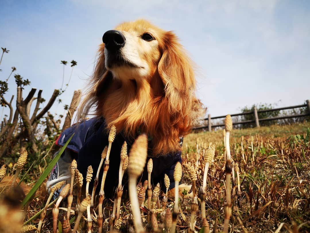 ?モデル?大地?さんのインスタグラム写真 - (?モデル?大地?Instagram)「♪🐾2019*3*17🐾 . 昨日の🐾お散歩は 毎年楽しみにしている(私が😁) つくし鑑賞会をしたよ✌️😁（見て📷写真を撮っただけだけど🎶😁） . つくしが出て来ると 🌸春が来たんだな〜🎶😄と思うんだよね〜🎶😄😄😄 . . 🐾🐾🐾🐾🐾🐾🐾🐾🐾🐾🐾🐾🐾🐾 . #大地#大好き#だいすき #いつも一緒#ずっと一緒 #大地なしでは生きて行けませんw #いぬ#イヌ#犬#わんこ . #ワンコ#愛犬#いぬばか部 #犬バカ部#いぬら部#いぬすたぐらむ #犬のいる暮らし#犬の生活が第一 #pecoいぬ部 . #横浜#yokohama#神奈川 #つくし#散歩#お散歩#春 #ミニチュアダックスフンド#ミニチュアダックス #ダックスフンド#ダックス」3月17日 19時51分 - sachi_daichi