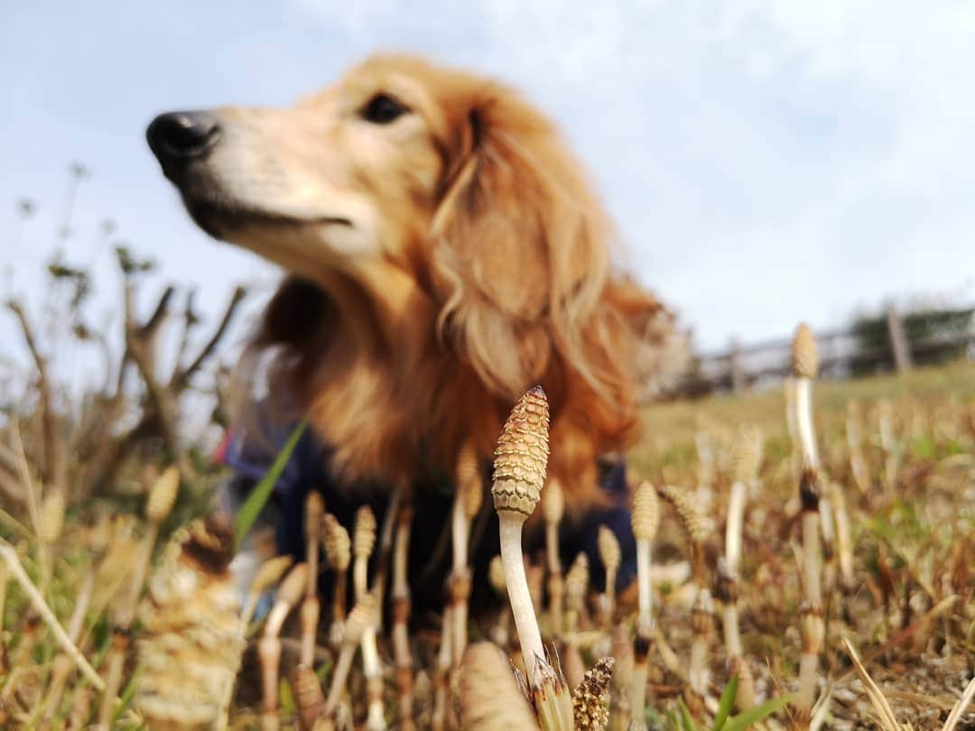 ?モデル?大地?さんのインスタグラム写真 - (?モデル?大地?Instagram)「♪🐾2019*3*17🐾 . 昨日の🐾お散歩は 毎年楽しみにしている(私が😁) つくし鑑賞会をしたよ✌️😁（見て📷写真を撮っただけだけど🎶😁） . つくしが出て来ると 🌸春が来たんだな〜🎶😄と思うんだよね〜🎶😄😄😄 . . 🐾🐾🐾🐾🐾🐾🐾🐾🐾🐾🐾🐾🐾🐾 . #大地#大好き#だいすき #いつも一緒#ずっと一緒 #大地なしでは生きて行けませんw #いぬ#イヌ#犬#わんこ . #ワンコ#愛犬#いぬばか部 #犬バカ部#いぬら部#いぬすたぐらむ #犬のいる暮らし#犬の生活が第一 #pecoいぬ部 . #横浜#yokohama#神奈川 #つくし#散歩#お散歩#春 #ミニチュアダックスフンド#ミニチュアダックス #ダックスフンド#ダックス」3月17日 19時51分 - sachi_daichi