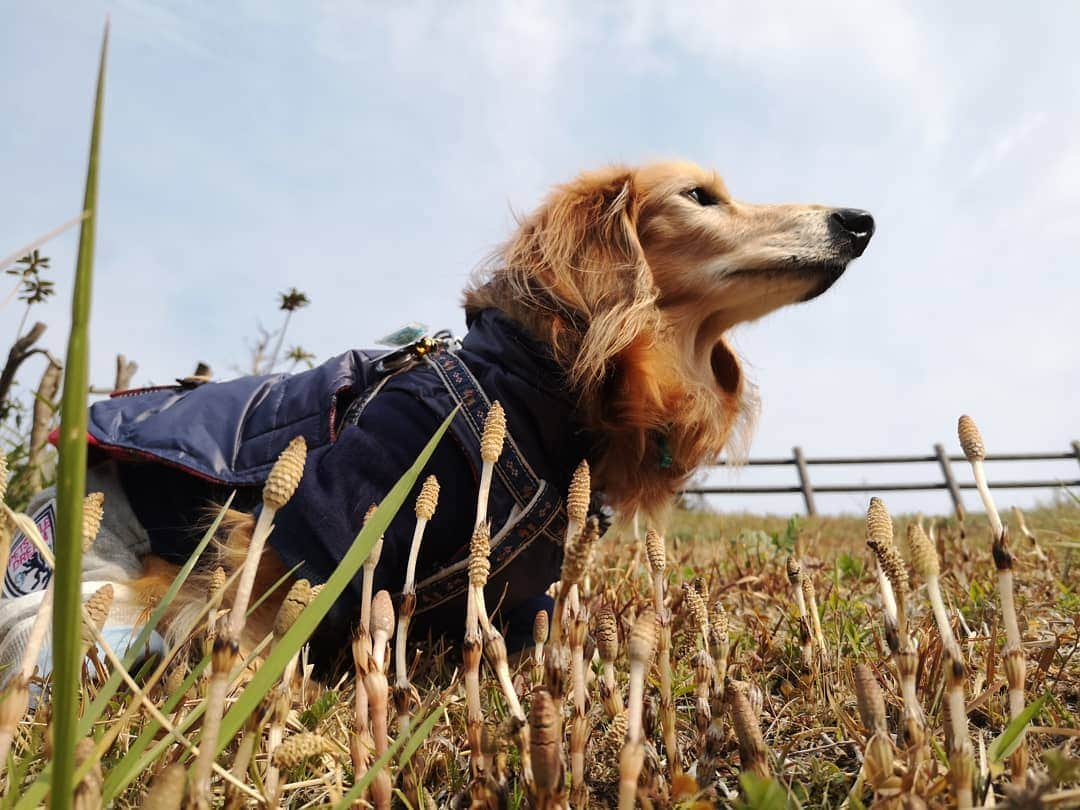 ?モデル?大地?さんのインスタグラム写真 - (?モデル?大地?Instagram)「♪🐾2019*3*17🐾 . 昨日の🐾お散歩は 毎年楽しみにしている(私が😁) つくし鑑賞会をしたよ✌️😁（見て📷写真を撮っただけだけど🎶😁） . つくしが出て来ると 🌸春が来たんだな〜🎶😄と思うんだよね〜🎶😄😄😄 . . 🐾🐾🐾🐾🐾🐾🐾🐾🐾🐾🐾🐾🐾🐾 . #大地#大好き#だいすき #いつも一緒#ずっと一緒 #大地なしでは生きて行けませんw #いぬ#イヌ#犬#わんこ . #ワンコ#愛犬#いぬばか部 #犬バカ部#いぬら部#いぬすたぐらむ #犬のいる暮らし#犬の生活が第一 #pecoいぬ部 . #横浜#yokohama#神奈川 #つくし#散歩#お散歩#春 #ミニチュアダックスフンド#ミニチュアダックス #ダックスフンド#ダックス」3月17日 19時51分 - sachi_daichi