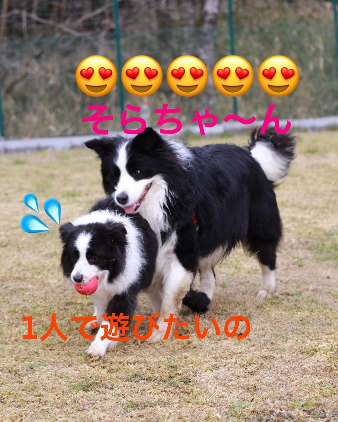 犬バカ部宣伝部長さんのインスタグラム写真 - (犬バカ部宣伝部長Instagram)「昨日のオフ会で東京から来てくれてた隼人君🐼﻿ な、な、なんと38キロのボダコ😍﻿ そらちゃん11キロ🤣﻿ ﻿ オフ会中ずーっとそらちゃんに、ぞっこん🐼💕﻿ 約30頭いるボーダーから、そらを選ぶ所🥺﻿ よ！見る目あるぞ🤣隼人！！！﻿ ﻿ けど、そらちゃんワンプロとか全くしないの😅﻿ オモチャ命なの🥴﻿ ﻿ #犬バカ部﻿ #bordercollie﻿ #ボーダーコリー﻿ #スワイプしてね」3月17日 19時53分 - umetaturou