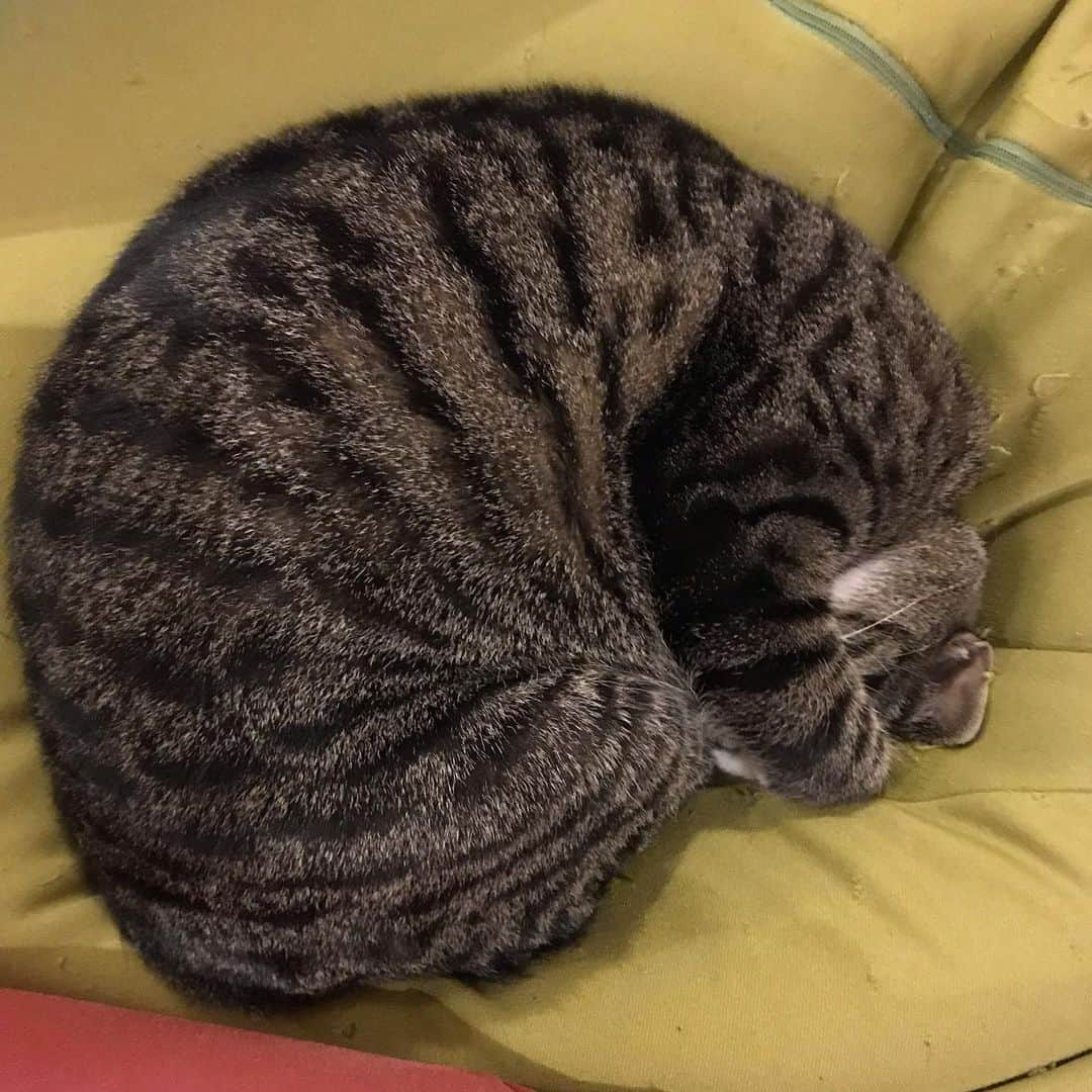 takegaeruさんのインスタグラム写真 - (takegaeruInstagram)「う〜ん、眩しいにゃ😑 #眩しい寝 #猫 #cat #よもねこ #よもぎねこ #キジトラ #きじとら」3月17日 20時09分 - takegaeru